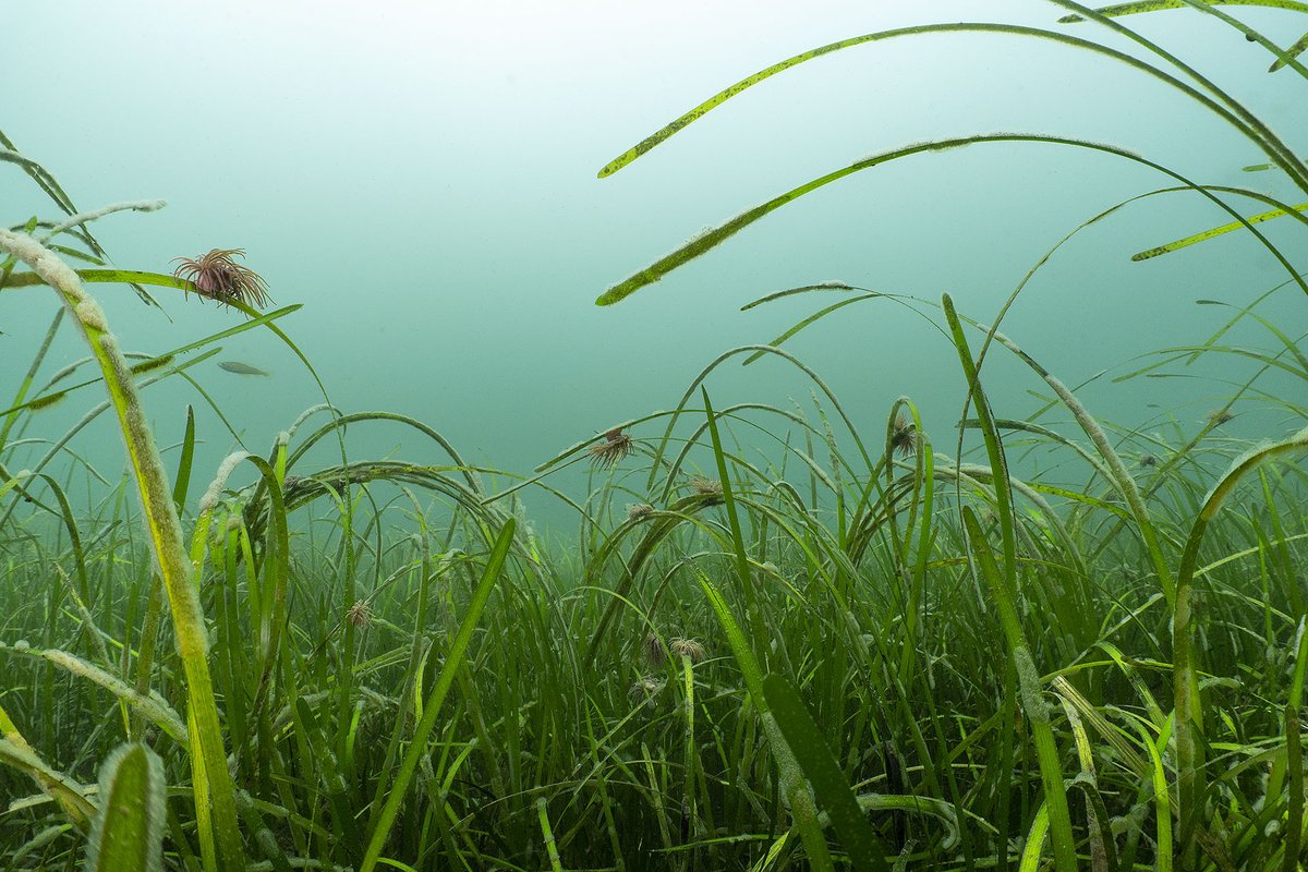 OceanCTrust's tweet image. Seagrasses are one of the most valuable habitats on the planet.

Thanks to the support of @ScottishPower foundation, and the Seagrass Restoration Co-Operative, we are able to pilot innovative and holistic processes to enable large-scale seagrass restoration.
#SPFoundation