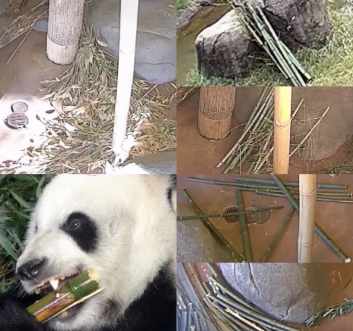 wangxp35175693's tweet photo. 少小离家打工，漂泊在外二十载，受尽了苦难折磨，漂亮温柔可爱的丫丫成了饱经沧桑吃不饱满身伤的熊猫。千千万万的兄弟姐妹们都牵挂着你爱着你，也在努力着带你回家！希望往后余生你都幸福无忧，享乐常在。丫丫宝贝加油！ https://t.co/mOl0pfAC4p