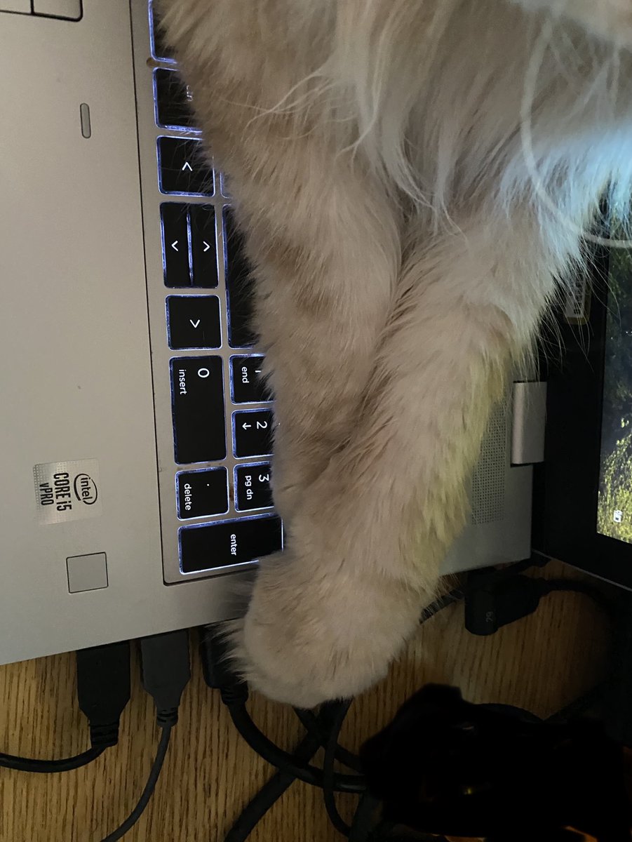 candyk_2011's tweet photo. Behold the Paws of Lightening.. typing 0 WPM.. https://t.co/A57MpBwU8R