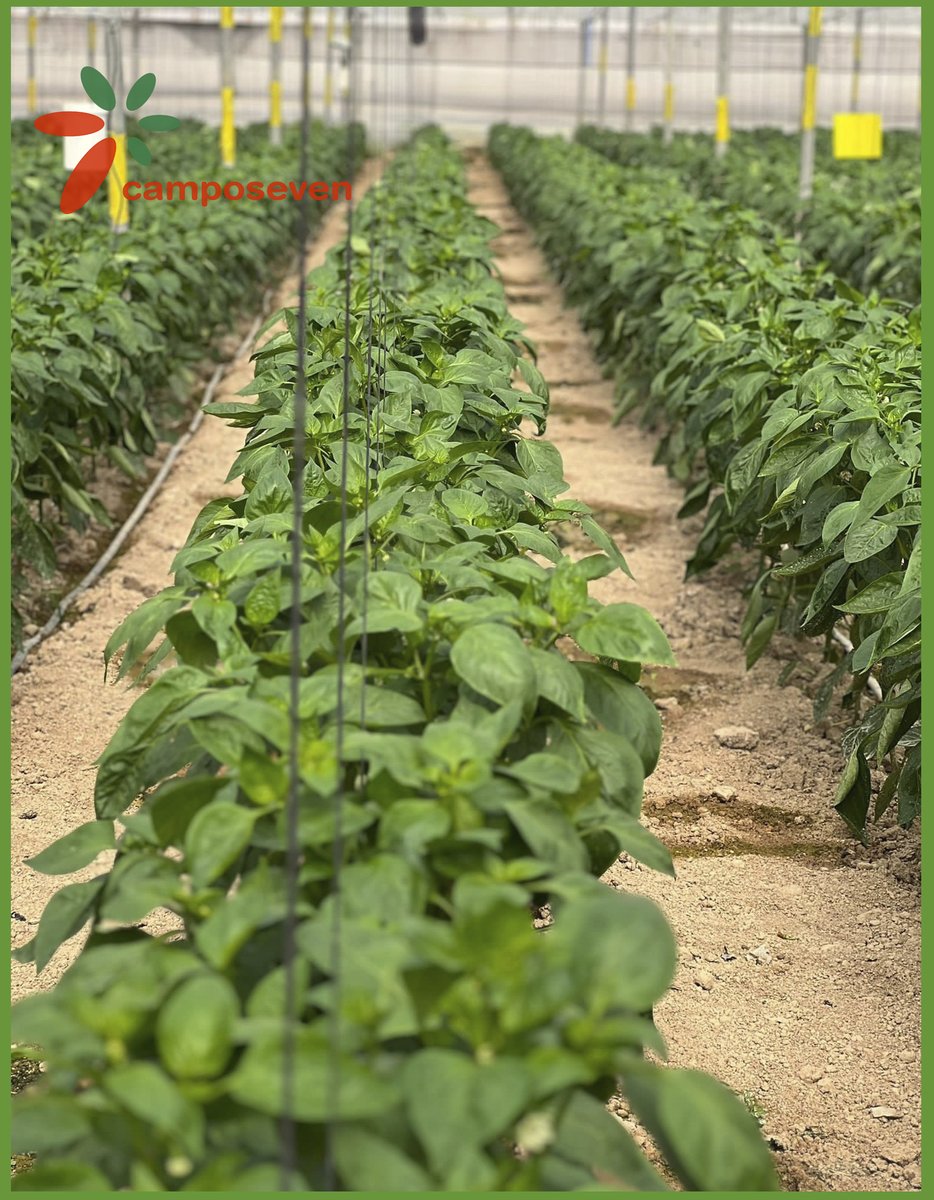 CamposevenSAT's tweet photo. Cuidamos con mucho mimo nuestras plantas de pimiento bio para que, cuando llegue su momento nos devuelvan su mejor fruto.
🌿🌱🫑🫑
#Camposeven
#agriculturaecológica
#agriculturabiodinámica
#pimientos
#mata
#cuidamoslatierra https://t.co/dwLDDOXT8a