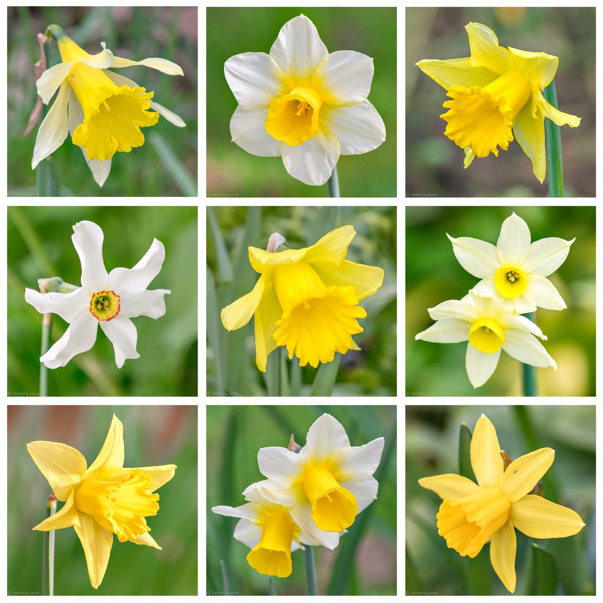 In olden times it was said that daffodils bloom around the 1st of March in honour of Saint David, the patron saint of #Wales. Saint David's feast day is celebrated on this day, and coincides with the beginning of meteorological #spring. #DyddGŵylDewiHapus #StDavidsDay #1stMarch