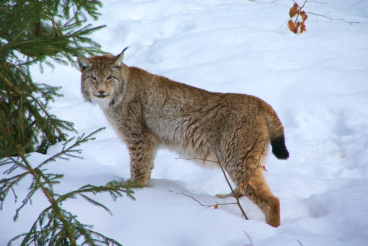 ParveenKaswan's tweet photo. It’s a Himalayan Lynx. One of the wild cat species found in India. A beautiful and rare creature. Found in Leh-Ladakh. Other found in this zone are Snow leopard and Pallas cat. Pic Wikipedia. 

Now can you tell me what are the other creatures in video and what are they doing. https://t.co/UgQAbrZpzY
