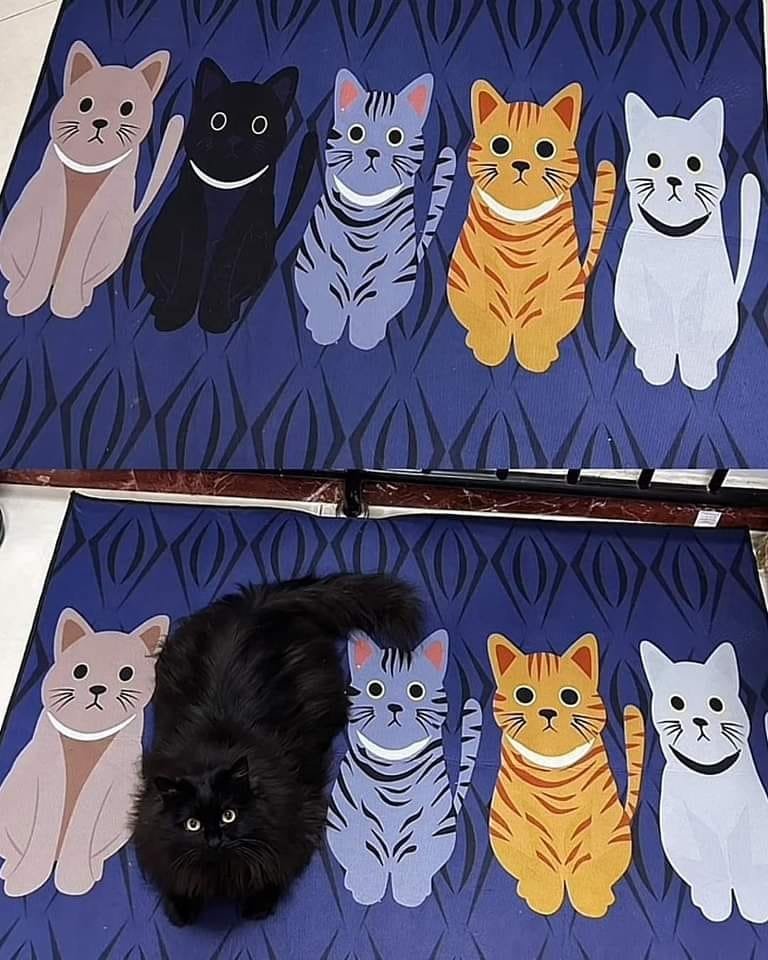 There is no cat in this image (@thereisnocat_) on Twitter photo 