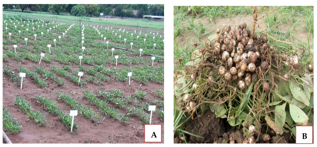 Agronomy MDPI tweet media