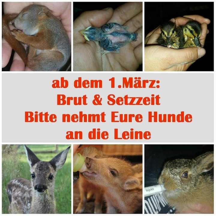 wildtierhilfeKG's tweet image. Spätestens ab heute bitte kein Heckenschneiden, die Hunde angeleint lassen, der Katze möglichst nur eingeschränkten Freigang erlauben und die Mähroboter zum Wertstoffhof bringen.
Danke 🥲