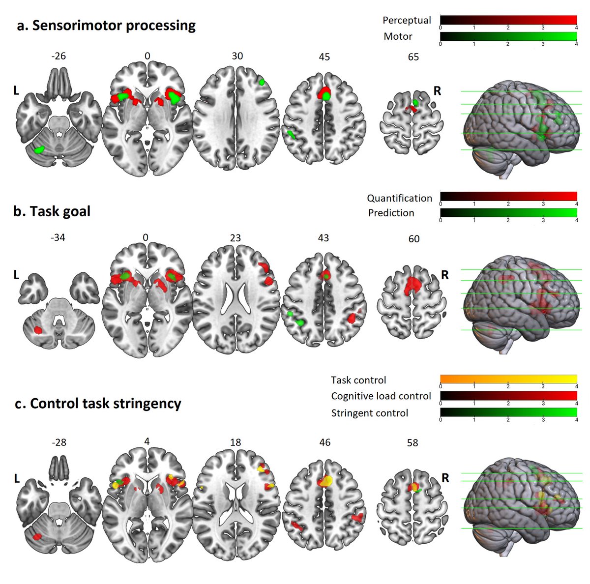 MasoudTahmasian's tweet image. Which brain area is responsible for #timeprocessing? Check out our large-scale meta-analysis, led by Narges Naghibi, Reza Khosrowabadi, @INM7_ISN, Jennifer Coull &amp;amp; myself is published in Neuropsychology Review link.springer.com/article/10.100…

#timeperception #neuroimaging #metaanalysis