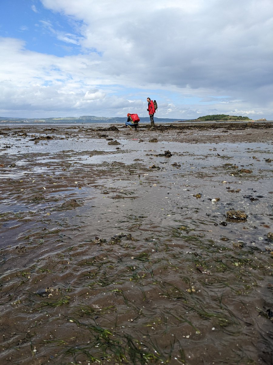 Happy #WorldSeagrassDay 🌱 shout out to the brilliant seagrass team on #RestorationForth who are restoring this amazing habitat in the Firth of Forth 🌱