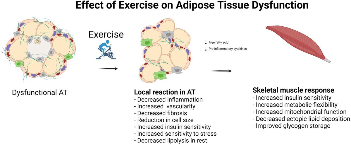 ObesityMS's tweet photo. Sin embargo, incluso cuando no hay pérdida de peso, El entrenamiento físico es un método eficaz para mejorar la composición corporal (aumento de la masa muscular y reducción de la grasa), así como para aumentar la sensibilidad a la insulina y la aptitud cardiorrespiratoria https://t.co/mjTAPMUUft