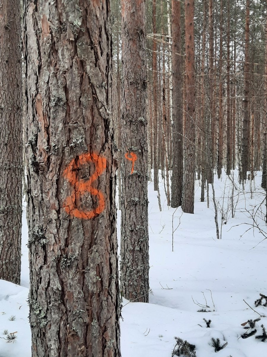 LauriMehtatalo's tweet photo. Tämän talven projekti: hankintahakkuulla pylväitä harvennusleimikosta. Pylväsaihioita tarvitaan yhteen pylväskuutioon 1.25 mottia (sahatavarakuutioon tarvitaan tulkkeja yli 2 mottia). Pylvään käyttöikä 40v. Harvan puutuotteen ilmastohyöty menee edelle. Miksei näitä tehdä enempää? https://t.co/Uno7AqXapR
