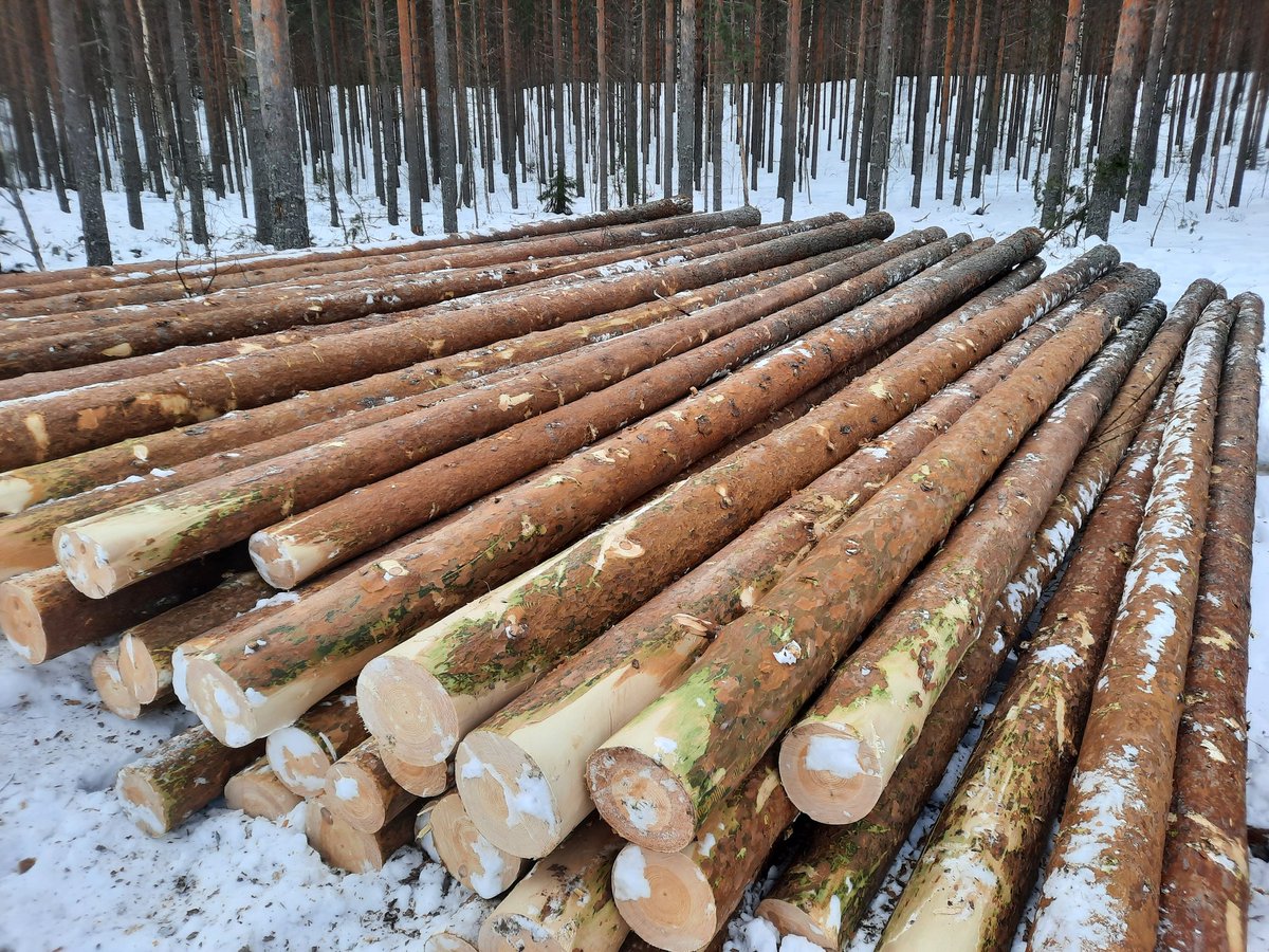 Tämän talven projekti: hankintahakkuulla pylväitä harvennusleimikosta. Pylväsaihioita tarvitaan yhteen pylväskuutioon 1.25 mottia (sahatavarakuutioon tarvitaan tulkkeja yli 2 mottia). Pylvään käyttöikä 40v. Harvan puutuotteen ilmastohyöty menee edelle. Miksei näitä tehdä enempää?
