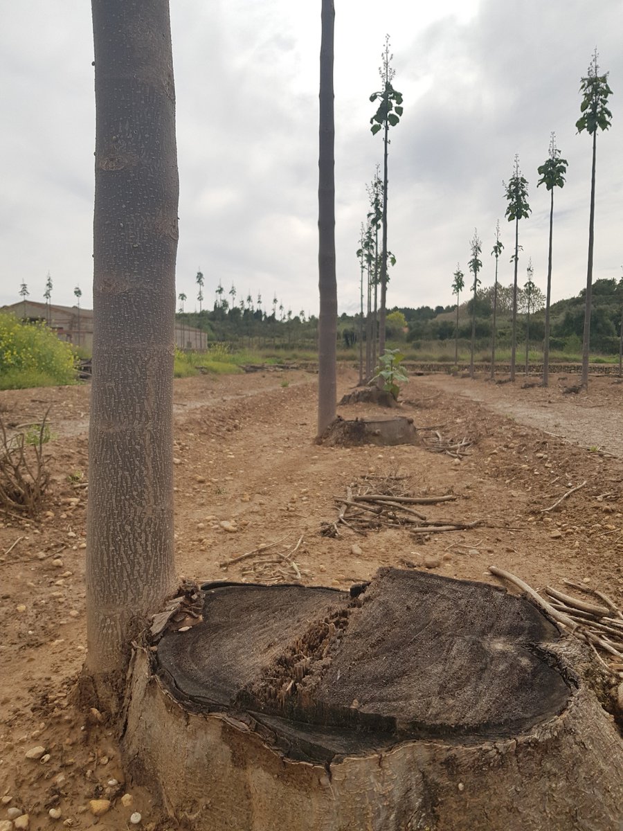 Did you know that once the Paulownia, Cotevisa 2, sterile, cloned, hybrid trees are cut down, they regrow from the same stump, like a phoenix from the ashes, these trees are 2 years old since they were cut, contact us at re-generationearth.com