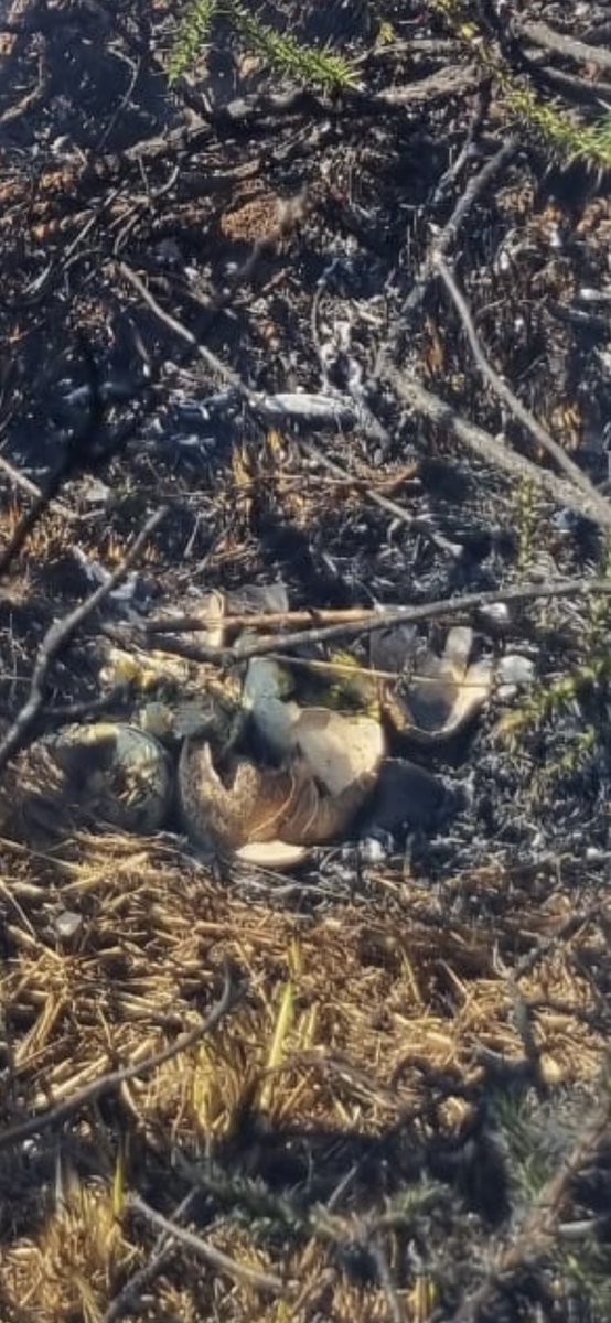 Bird’s eggs and nest destroyed in hill fire #WestKerry (zoom in - lower centre)