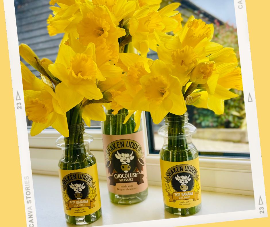 shakenudder's tweet photo. Some daffodils to brighten up your feed today!
#stdavidsday #march #topbanana #chocolush #milkshakes #shakenudder https://t.co/j3FDB4uMNO