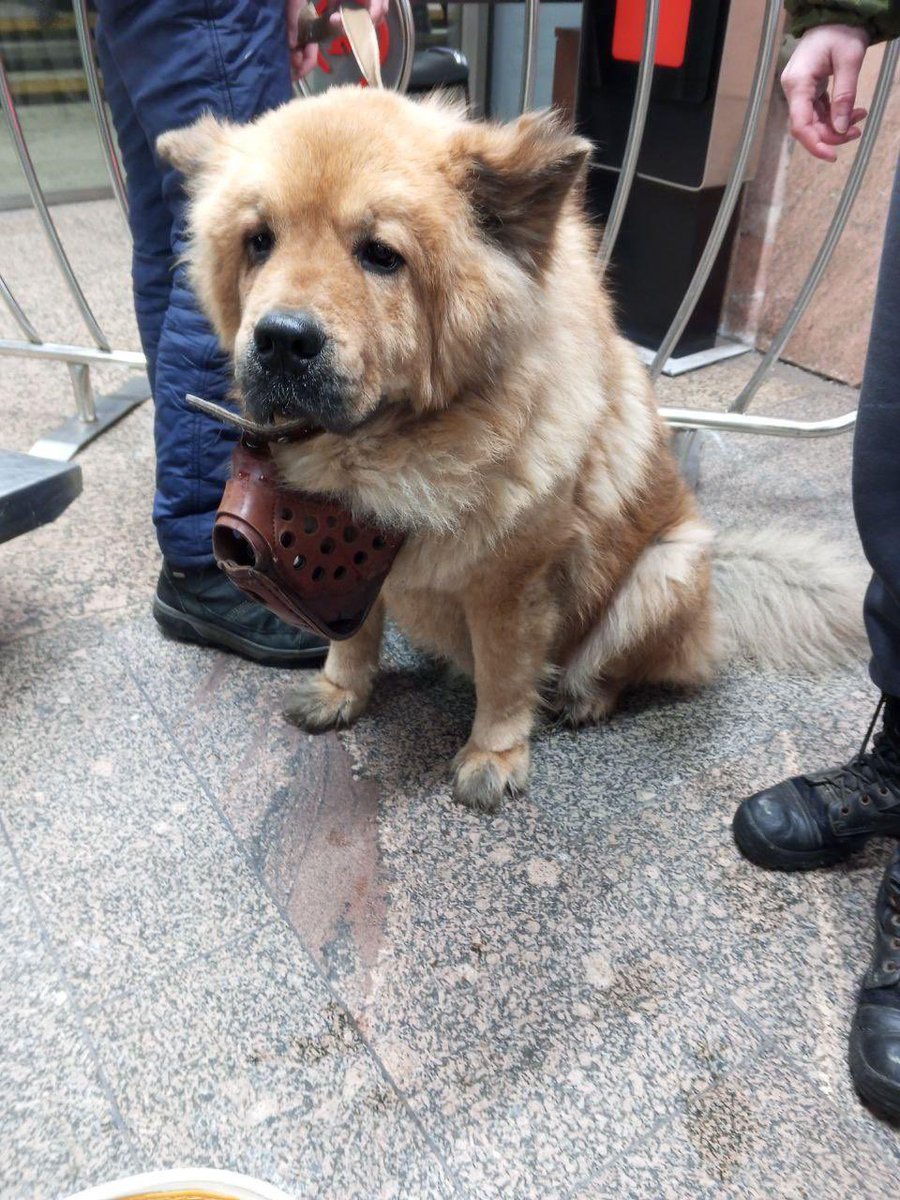 максимальный перепост! найдена только что собака на Дмитровской, домашняя, ошейник, очень контактная и добрая.  находится сейчас у девушки Анастасии. Телефон +7916644-50-46