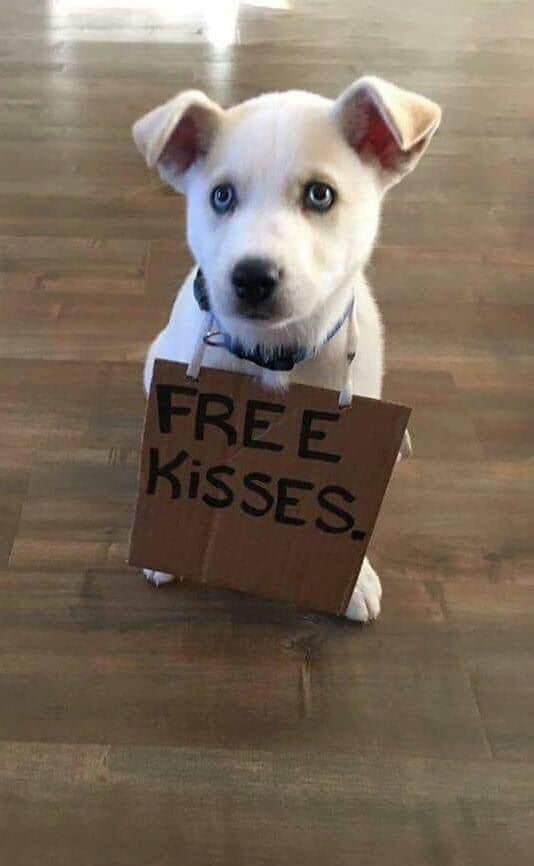 Is there anybody out there to give this pup a big kiss ?💝💐🐶