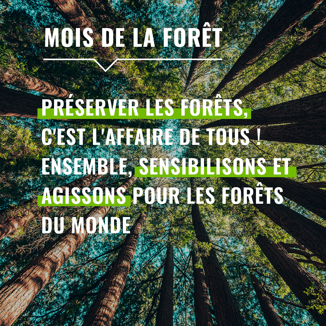 PEFCFrance's tweet photo. Aujourd'hui commence le #MoisDeLaForêt, une campagne nationale d’actions et de sensibilisation du public aux enjeux et bénéfices de la #forêt lancée par @reforestaction.
🌳 Préserver les forêts, c'est l'affaire de tous !

Plus d'infos : https://t.co/2Yd0u3RGlW https://t.co/yV8sGoTyWL