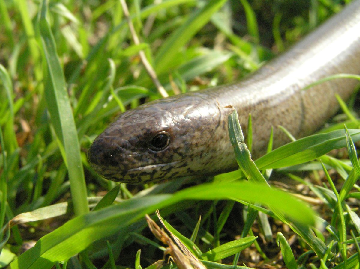 We are pleased to announce that @djohnsonmsp is our new #NatureChampion for the #SlowWorm! We look forward to working alongside you to represent this iconic species. 

@scotgov @ScotLINK