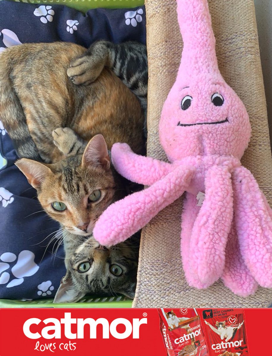 FeedTheFurballs's tweet photo. Cats 💜 Catmor

Thank you @domore_org and @RCLFOODS and Catmor for helping feed kitties like Shadow and Mika 💜

#DoMore #CatmorLovesCats #LovesCats #RCLFOODS https://t.co/cn9LvUZNzk
