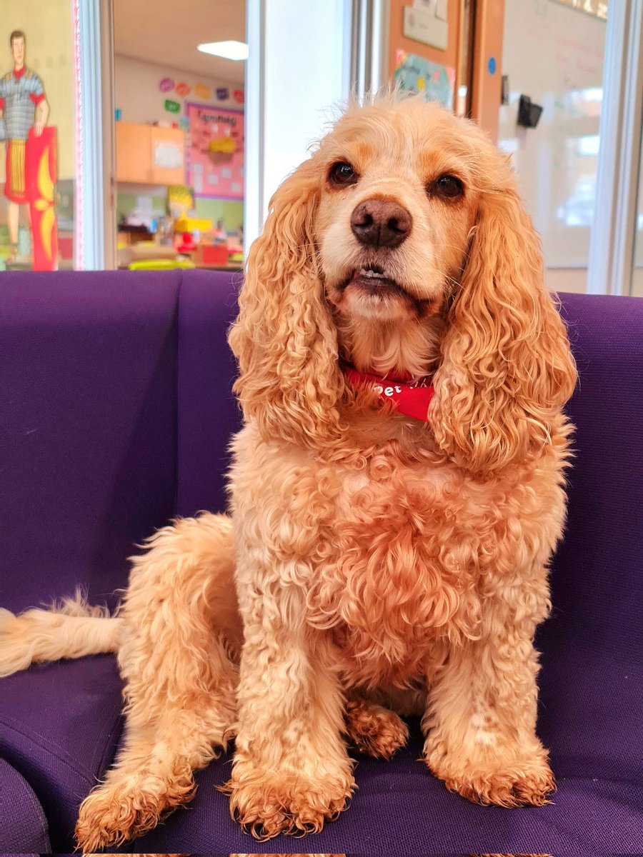huwrob62's tweet photo. @CariadPet @LodgeHillPS Honey joined in with St David's Day at school today #dewisant
#pettherapy #dogsofinstagram #therapydog #therapydogsofinstagram #animalassistedtherapy #therapyspaniel #roanspaniel #wellbeing #cariadpettherapy https://t.co/cG0lClb2JB