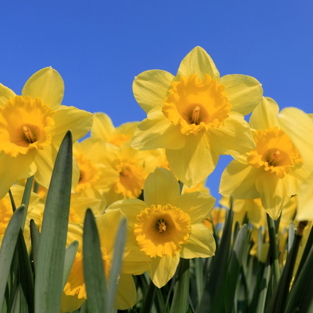 Dydd Gŵyl Dewi Hapus 🏴󠁧󠁢󠁷󠁬󠁳󠁿

Happy St David’s day 🌼