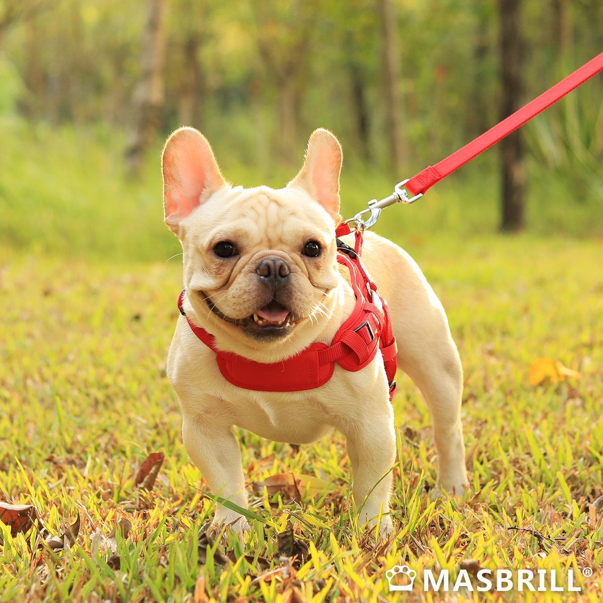 Masbrill_World's tweet photo. I have many beautiful photos of the sunset, share four, hahahaπΌπΌ
#dog #dogs #doglover #dogtoys #dogtoysgalore #doglife #dogloversofinstagram #dogstagram #dogsoffacebook #bulldogs
#doglifestyle #bestfriendsforlife #furbaby #puppys #puppylove #MasBrill #dogsofinstagram https://t.co/yr0E8QLgBt