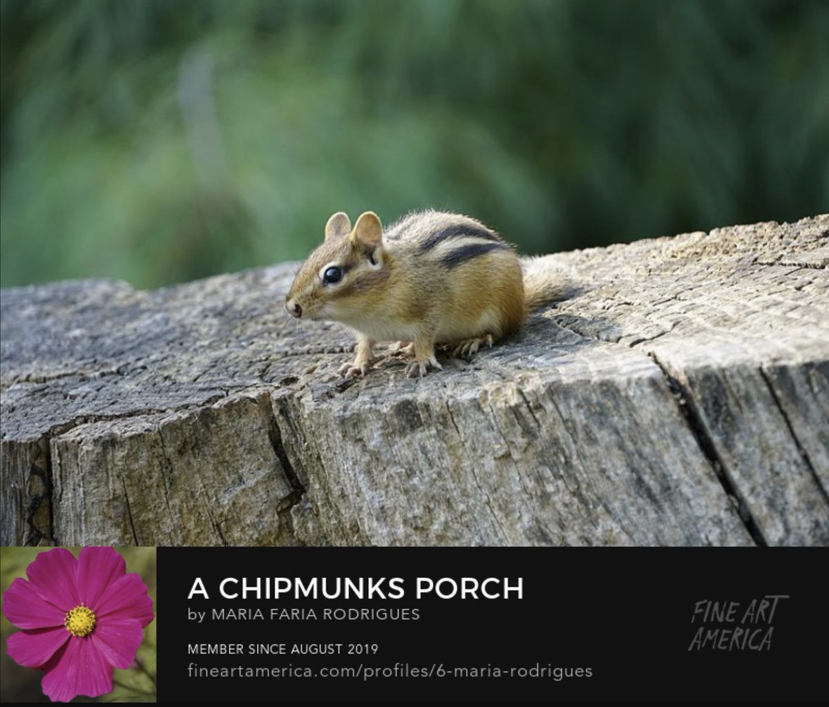 Steve Henderson on Twitter: "RT @photography8Art: A Chipmunk's Porch