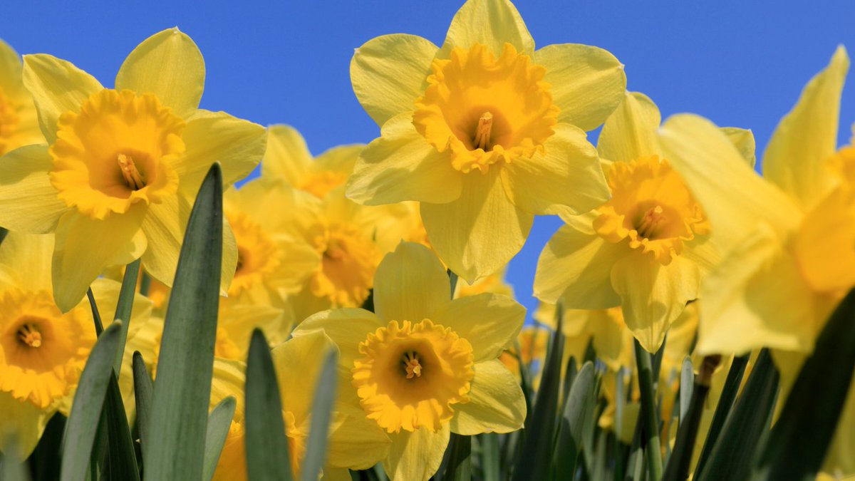 Innopure's tweet photo. 🏴󠁧󠁢󠁷󠁬󠁳󠁿 Dydd Gŵyl Dewi Hapus / Happy St David’s Day 🌼

St David reminds us of the importance of “doing the little things”.  So let's all do one “little thing” today to make someone’s day, or the world just that little bit better 💛

#StDavidsDay #March1st #dothelittlethings #innopure https://t.co/JegG2ZKtzt