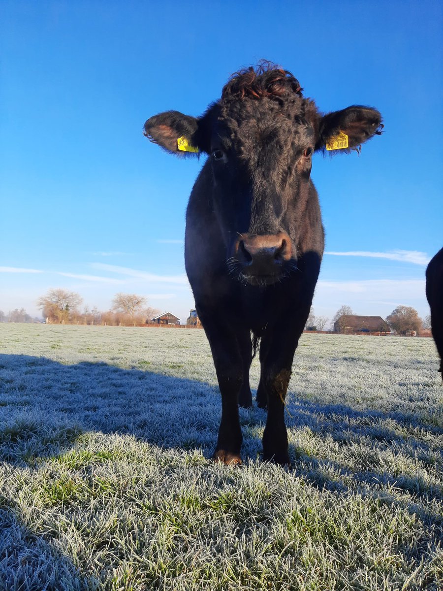 Welkom Wiersema Wagyu’s als Voerwaarts circulair klant. Steven Wiersema werkt in Olst aan een exclusieve familiekudde Wagyu's."Wij weiden eigenlijk altijd, met uitzondering van echt slechte winterdagen en voeren maar minimaal bij. Circulair voer past het best bij onze filosofie"