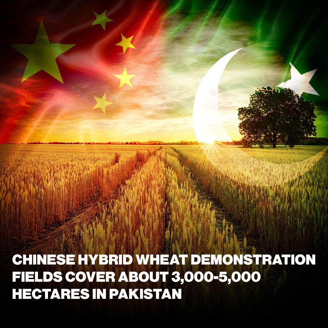 Mutual collaboration of Chinese and Pakistan in the fields of #agriculture is aligned with Chinese vision under The "No 1 Central Document" for 2023, that focuses on agriculture &amp; rural vitalization. Through such efforts, both nations will jointly pave the way for future success.