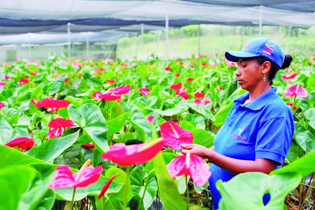#UniónFuerzaYCooperación
🗞 Más de un millón de tallos de flores al año crecen en Altos Mirandinos. La "Distribuidora Agrícola Doña Adela" se encarga del cultivo de unas 15  variedades del rubro. 
#UniónYFuerzaYCooperación