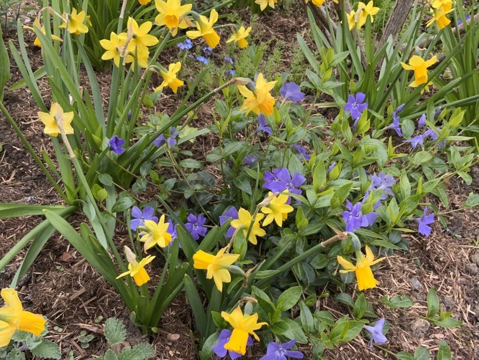 rosesukroses's tweet image. First day of #meteorologicalspring and #StDavidsDay too so here’s a few daffodils (well okay - Narcissus &apos;Tête-à-Tête&apos;).
It’s also the first ‘official’ day for our pal @loujnicholls at her new place, so we wish her lots of success &amp;amp; happiness!
Have a good day everyone.
@kgimson
