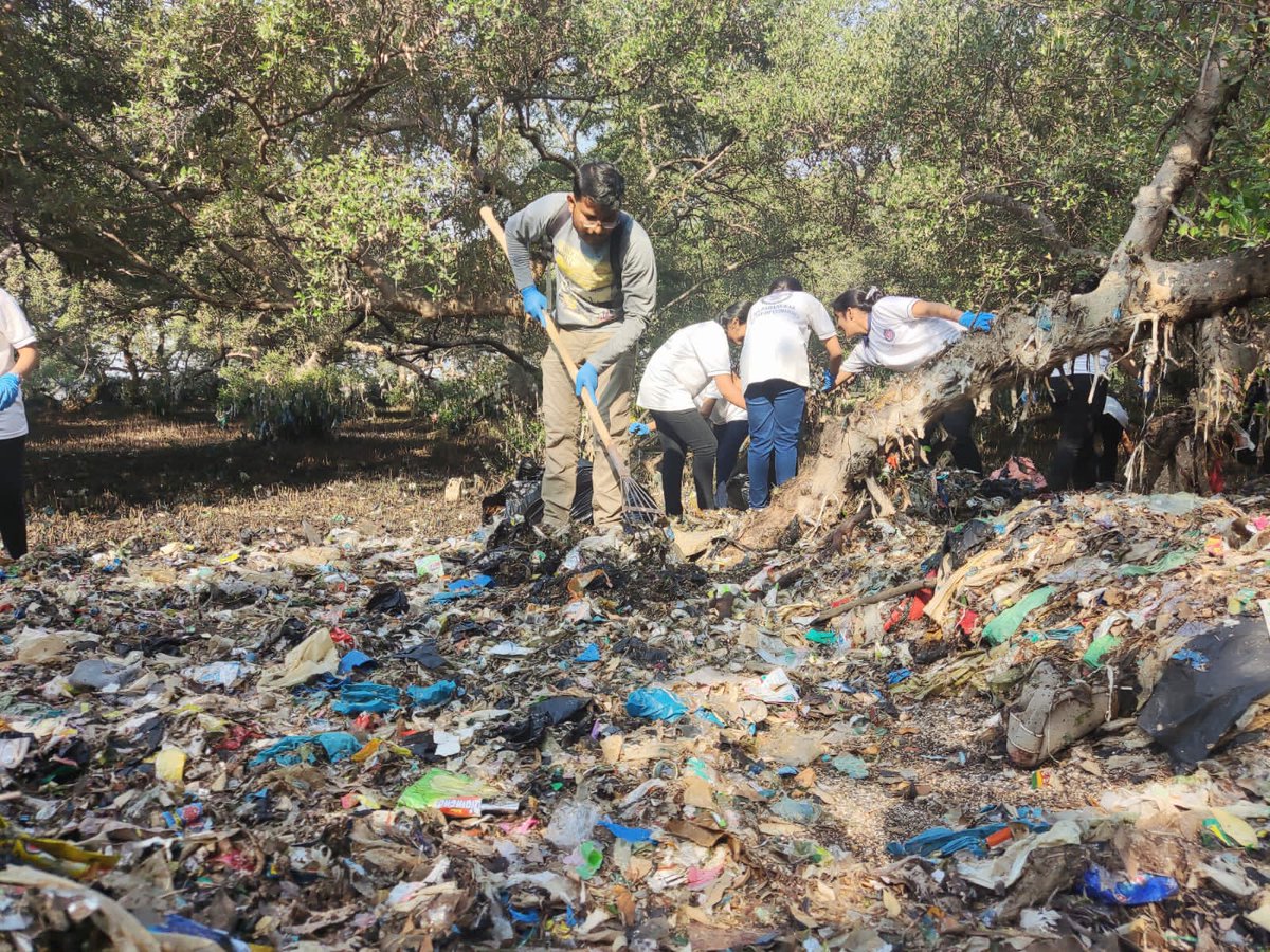 Mangrove Foundation of Maharashtra tweet media