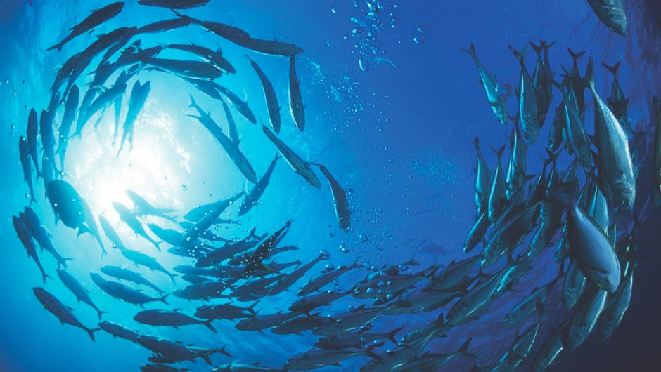 crowdfunder.co.uk/p/swimming-aga…
Buy a Fish 🐠 on our giant fishy mural and support our crowdfunding campaign! #swimmingagainstthetide