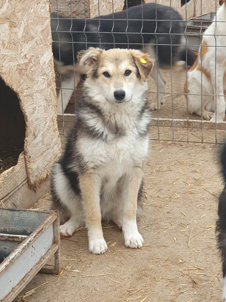 9835 

Time is running out

We are so worried for this sweet boy

His transport place is reserved 

We need to raise his funds by 5 March

£345 seems like a huge challenge

With your help, perhaps we can make his dreams come true 🙏

Pls paypal.me/interdogrescue ref 9835
#IDR