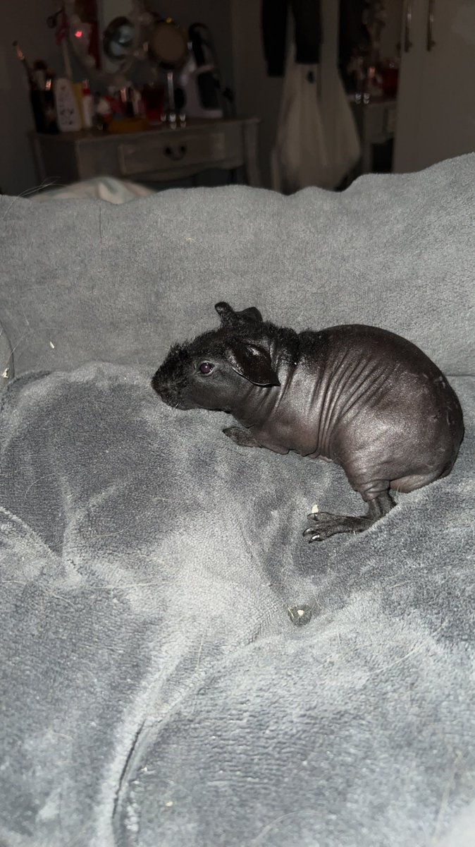 Name ideas for this small Boy? 

#babyanimal #skinnypig #guineapig #cute #name #newpet #animals #Fluffy #help #like #share