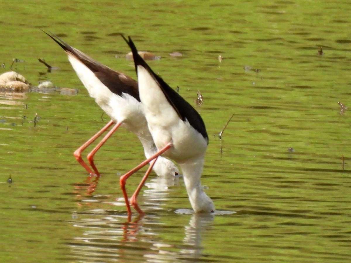 medeep_7's tweet image. #IndiAves #TwotoTango #TwitterNatureCommunity #BBCWildlifePOTD #ThePhotoHour #BirdsOfTwitter #birdphotography 

🙂🙂