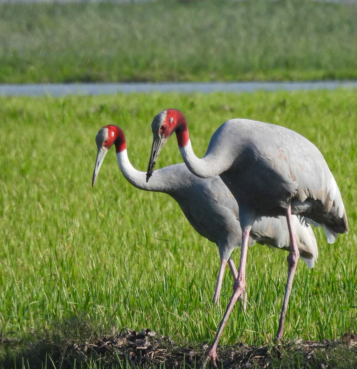 medeep_7's tweet image. #IndiAves #TwotoTango #TwitterNatureCommunity #BBCWildlifePOTD #ThePhotoHour #BirdsOfTwitter #birdphotography 

🙂🙂