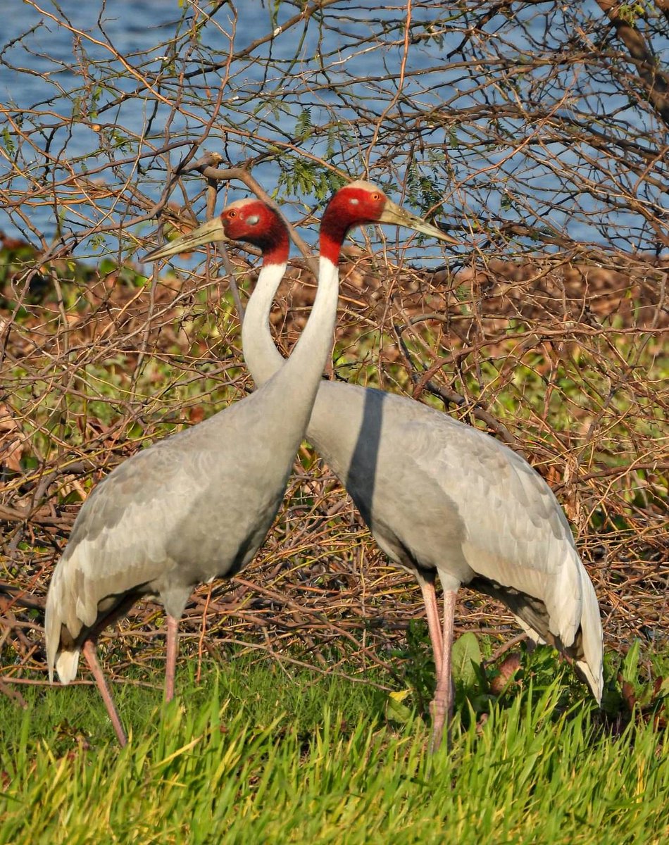 medeep_7's tweet image. #IndiAves #TwotoTango #TwitterNatureCommunity #BBCWildlifePOTD #ThePhotoHour #BirdsOfTwitter #birdphotography 

🙂🙂