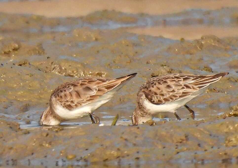 medeep_7's tweet image. #IndiAves #TwotoTango #TwitterNatureCommunity #BBCWildlifePOTD #ThePhotoHour #BirdsOfTwitter #birdphotography 

🙂🙂