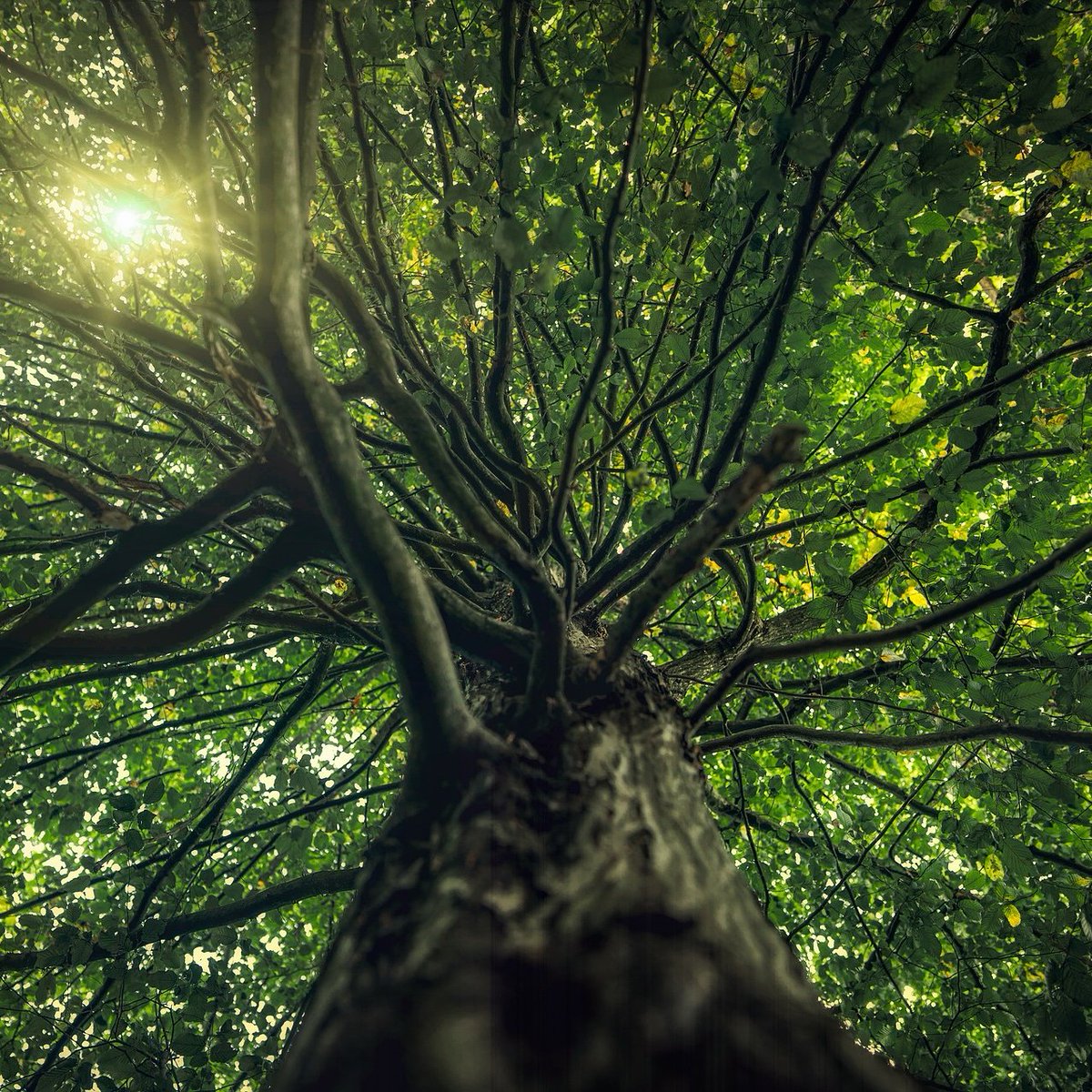 JTibbeau's tweet photo. 🔆🌞☀️🌳💞 https://t.co/8PvHNSRxwz