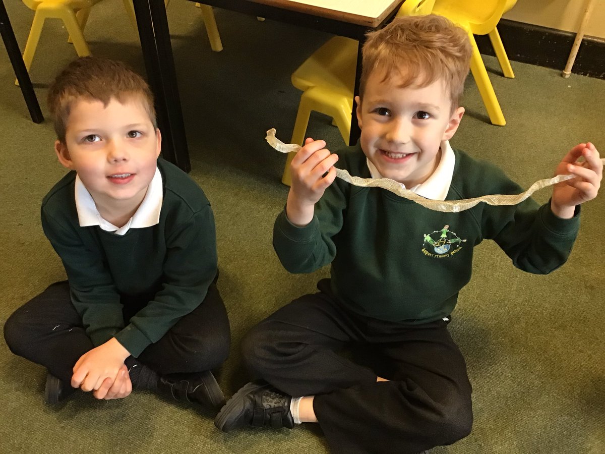 bps_Y1's tweet photo. Not all of Year 1 were very keen on the tarantula or snake skins! https://t.co/1dPHUJffpK