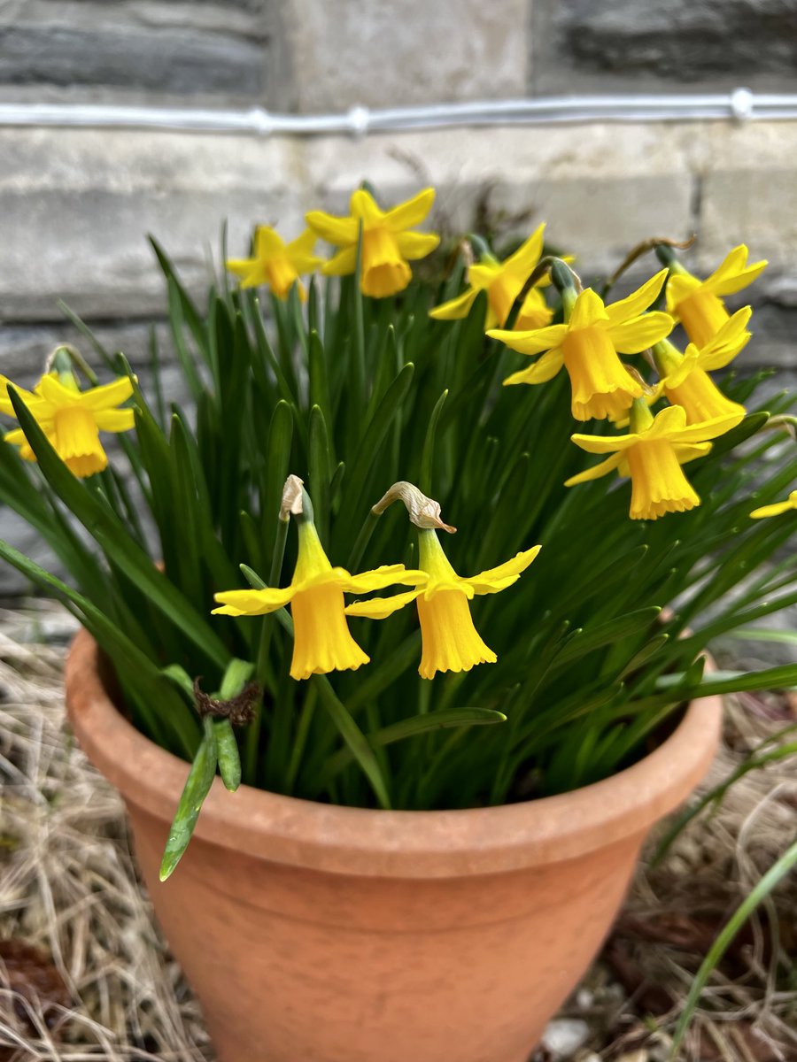 Teaching from St David: 
Gwnewch y pethau bychain mewn bywyd
Attend to the little things in life. 

Miniature daffs by my front door. Please share photos of your daffodils. 

Happy St Davids Day
#DyddDewiSant
