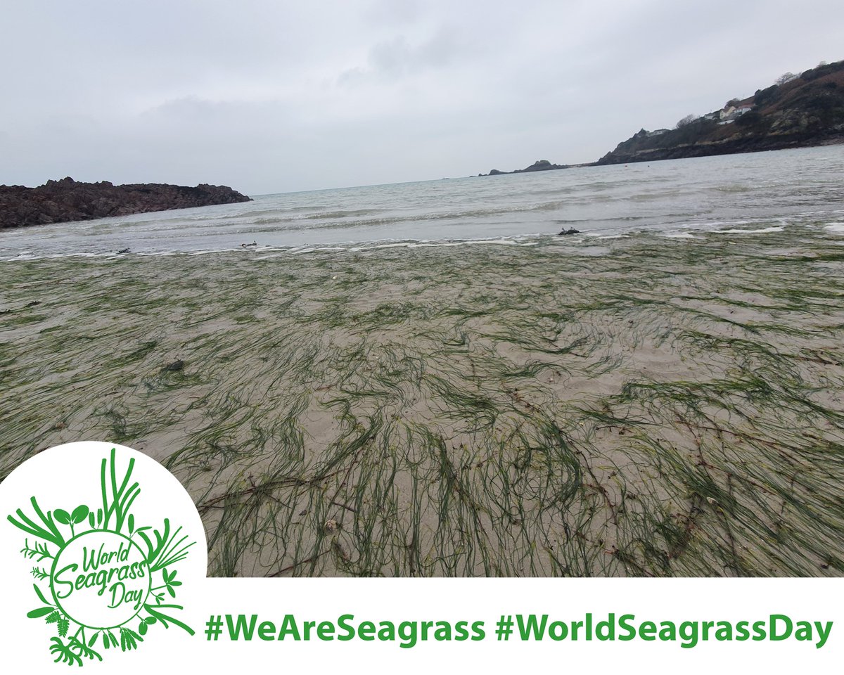 🌱🌊Happy #WorldSeagrassDay from Central Queensland Australia! To celebrate the importance of seagrass meadows worldwide 🌎here are some photos of intertidal seagrass meadows from Australia (Gladstone & the Whitsundays) 🇦🇺, Virginia US 🇺🇸, and my wee home Isle of Jersey C.I. 🇯🇪