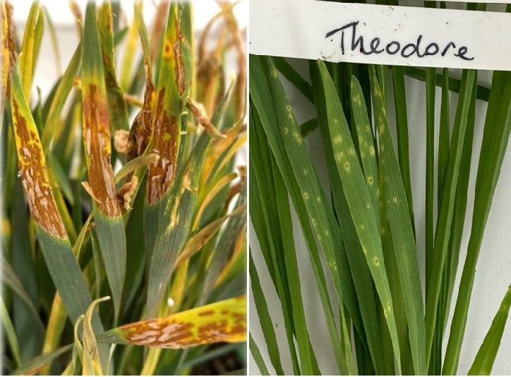 KertonMC's tweet image. Theodore only RL variety resistant to the tested stem rust isolates #cleanwheat #stemrust #ukcpvs @DSVUKSEEDS