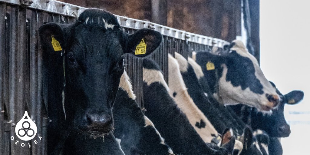 🇺🇸 High SCC values cause also milk losses. 
To tackle such losses, efficient herd management is a must, but no-withdrawal solutions can further boost efficiency and profitability. 
This is what #OZOLEAMAST can do for your high #SCC cows 👉 ozolea.it/diverting-the-…