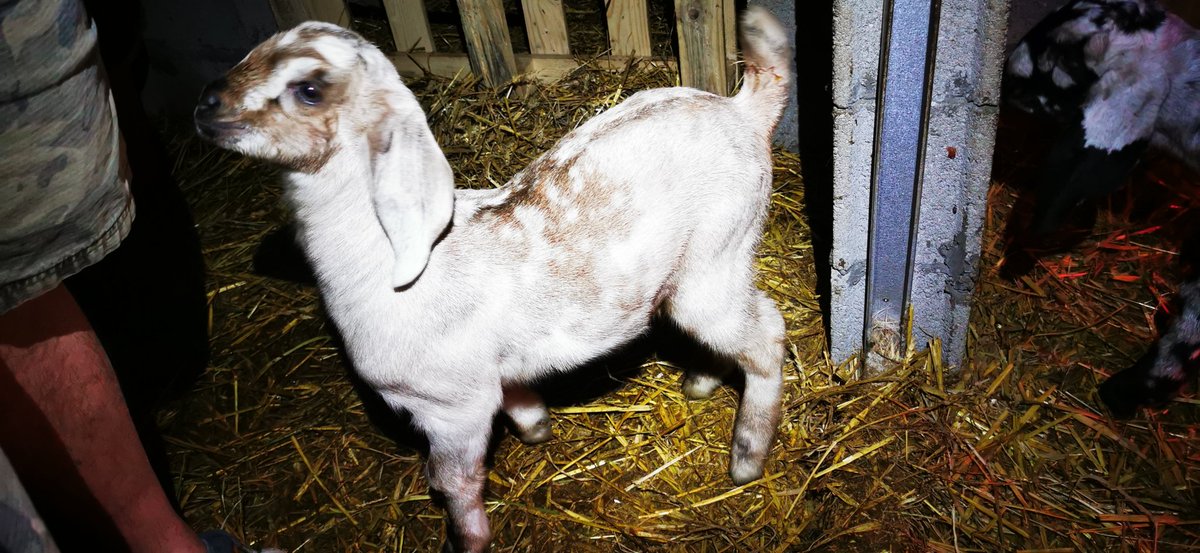 SnakesAddiction's tweet photo. Notre pépette qui devient une vraie jeune demoiselle... 🥰

#chevre #farmlife #farmbabies #reallife #goats #goatsofinstagram #rainbow #cute #cutegoats #sarthe #goatbreeder #country #birth #cuteanimals #happiness #anglonubienne #anglonubian #dairygoats https://t.co/b1xQSVFU0s
