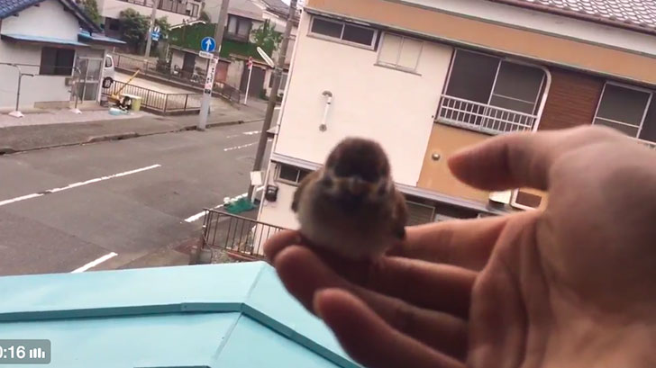 toricagoNET's tweet photo. 【バックナンバー】 うらやましい！スズメを逃がそうとしたのに手の上から飛び立たない…  https://t.co/QrjBM48lQY https://t.co/ctxV6COpZS