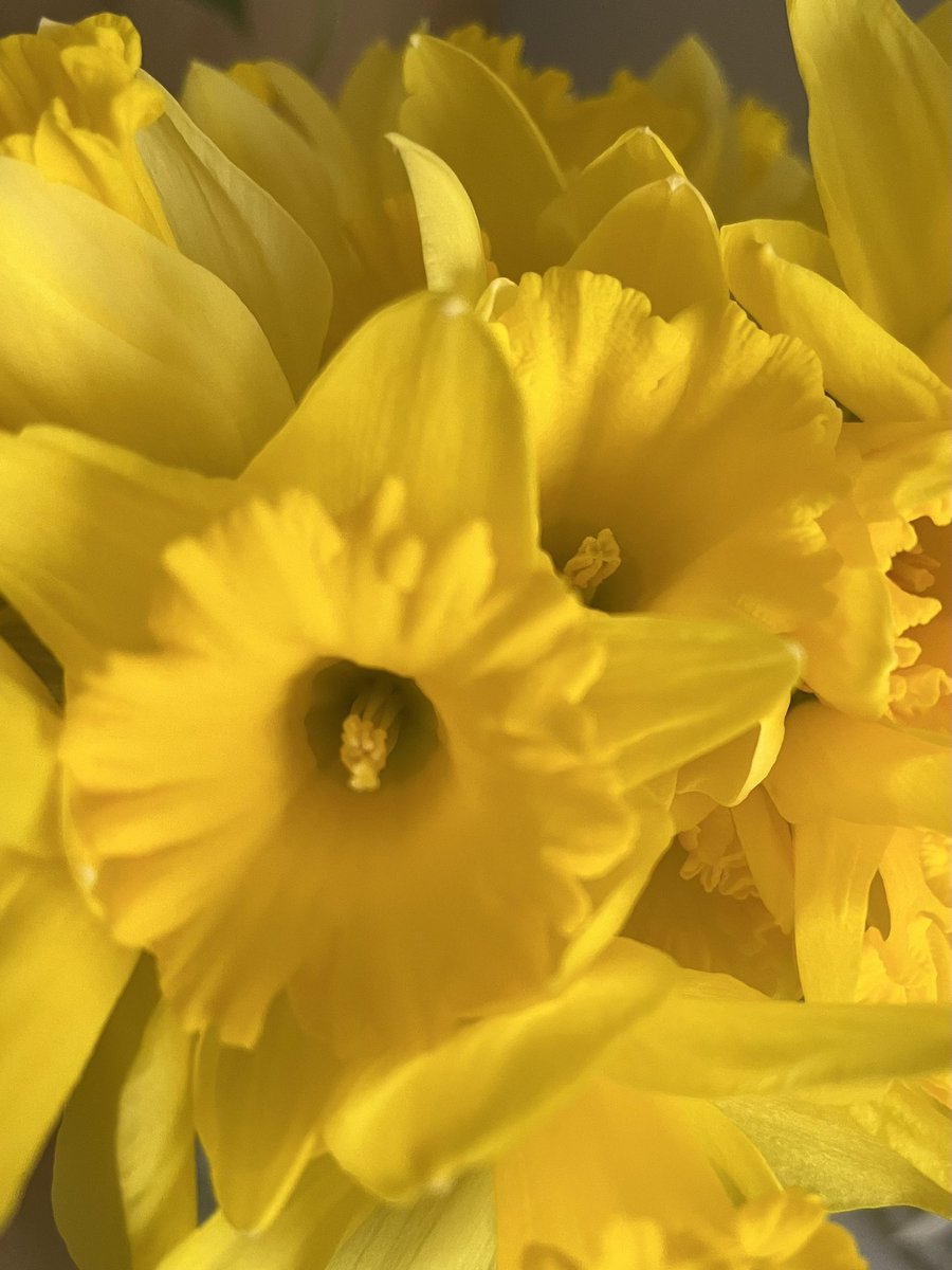 Happy Saint David's Day 💛
Dydd Gŵyl Dewi Hapus 🏴󠁧󠁢󠁷󠁬󠁳󠁿