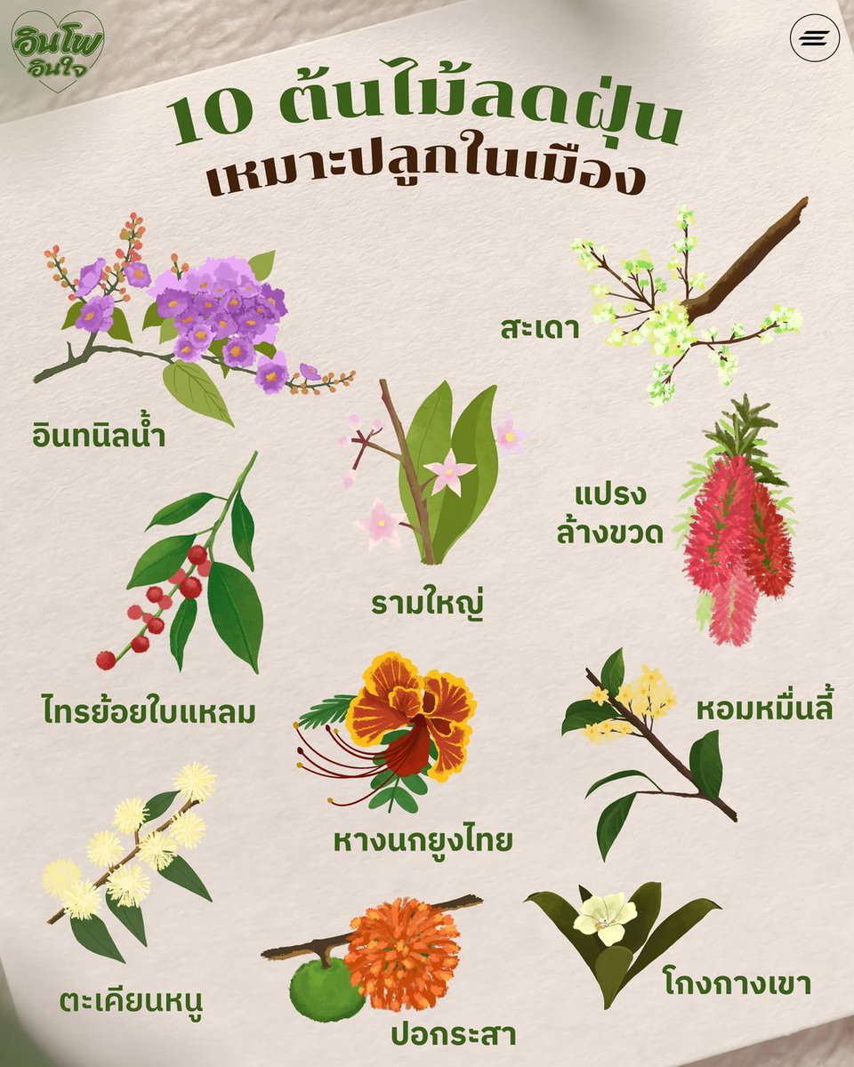 10 ต้นไม้ลดฝุ่น เหมาะปลูกในเมือง เพราะใบและเปลือก หรือลำต้นของต้นไม้สามารถดูดซับกลิ่น มลพิษ และฝุ่นละอองได้ เพราะฝุ่นจะไปเกาะบนผิวของใบไม้ เปลือกของกิ่งก้าน หรือลำต้น และถูกชะล้างโดยน้ำฝน หรือการพ่นน้ำ ไหลสู่ดินในที่สุด 

อ่านต่อ: facebook.com/environman.th/…
#environman #ฝุ่นPM25