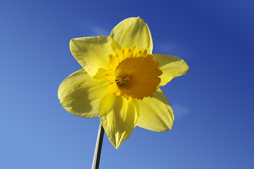 Happy St David's Day Everyone!
Dydd Gwyl Dewi Hapus Pawb!